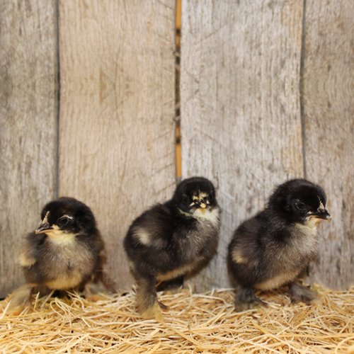 black frizzle cochin chickens for sale - Image 4