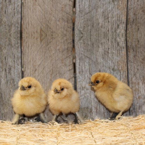 Buy sexed live Buff Silkie Bantam day-old chicks