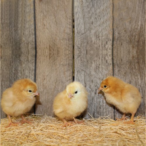 new hampshire red chicks for sale