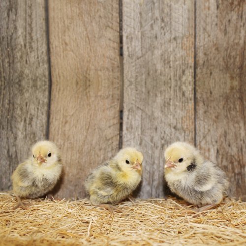 silver sebright bantam chicks for sale
