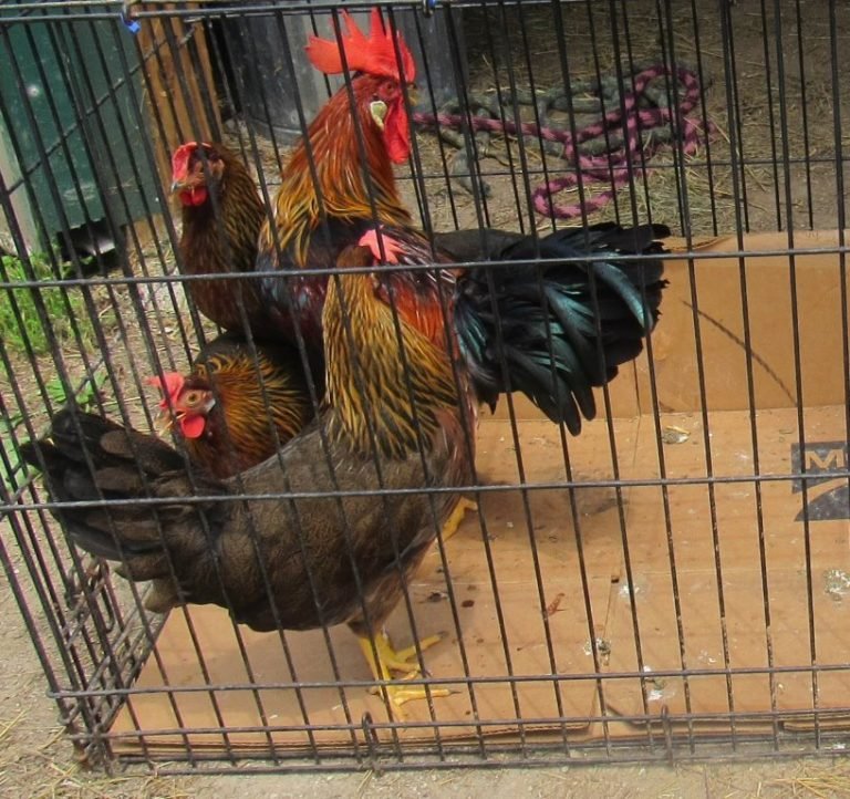 brown leghorn hens for sale - Image 2