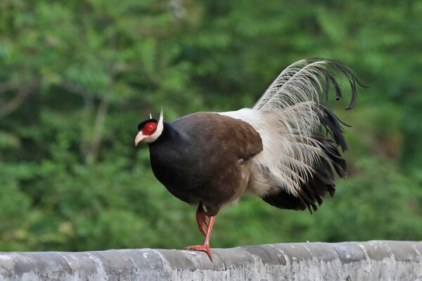 fertile Brown Eared Pheasant hatching eggs online - Image 2