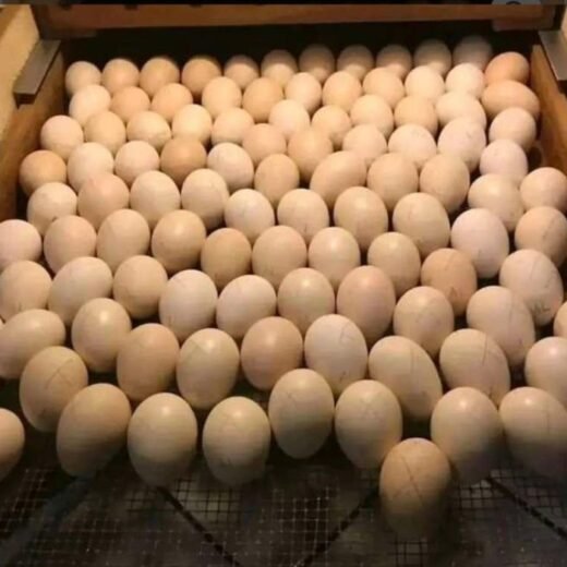 Brownred Gamefowl Hatching Eggs for Sale