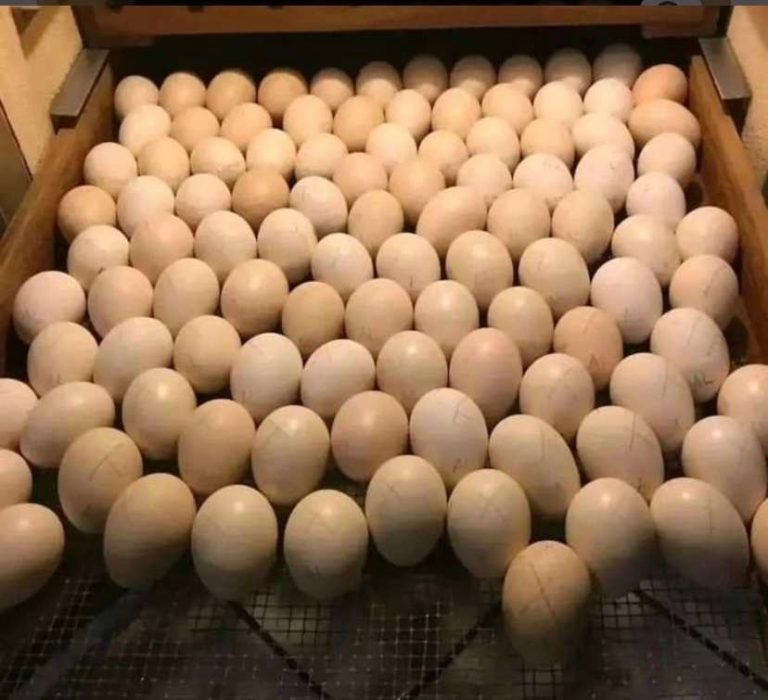 Brownred Gamefowl Hatching Eggs for Sale