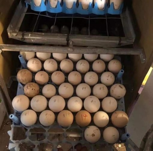 Buy fertile Brown Red gamefowl hatching eggs