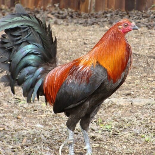 Buy purebred Brown Red gamefowl roosters online