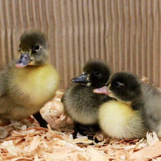 Buy live Blue Swedish day-old ducklings online