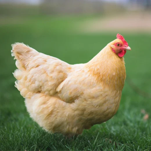 Buff Orpington hens