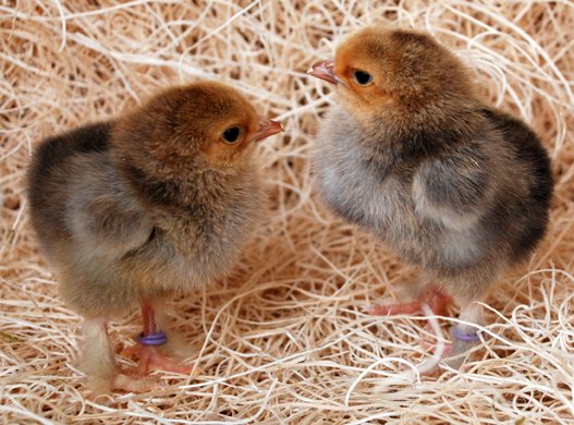 buff brahma chicks for sale - Image 2