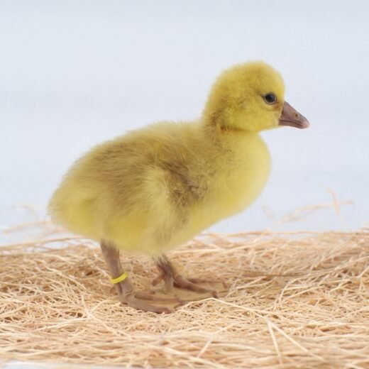 Buy sexed live American Buff day-old goslings