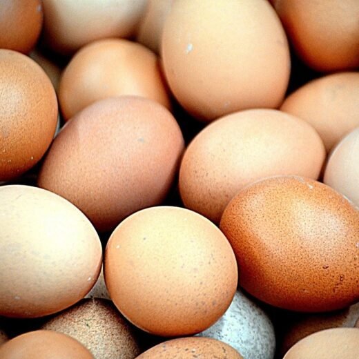 Buy Black Jersey Giants Hatching Eggs