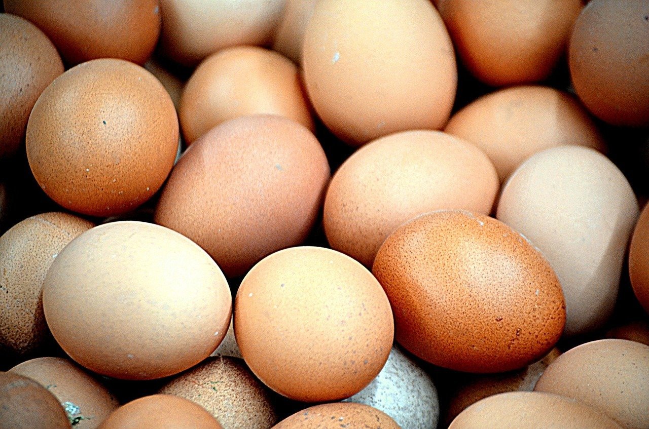 Buy Black Jersey Giants Hatching Eggs