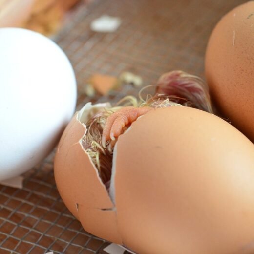 Buy Easter Egger Hatching Eggs