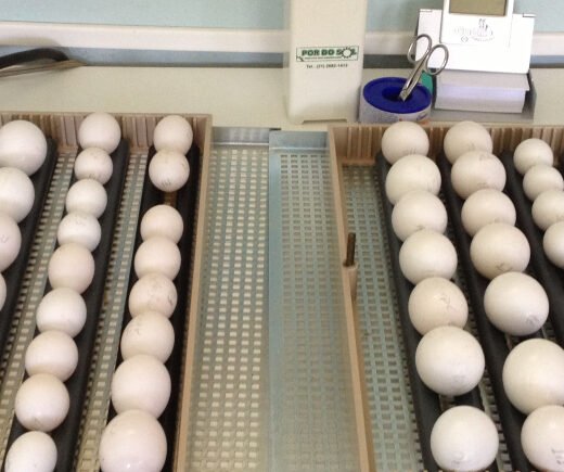 Buy Fertile Parrot Eggs Online