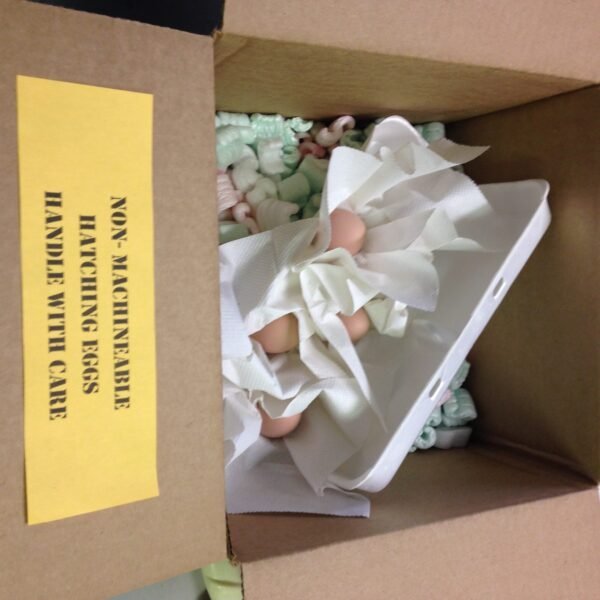 Buy Hatchery Choice Hatching Eggs - Image 2