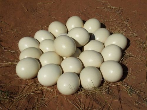 Buy fertile ostrich hatching eggs