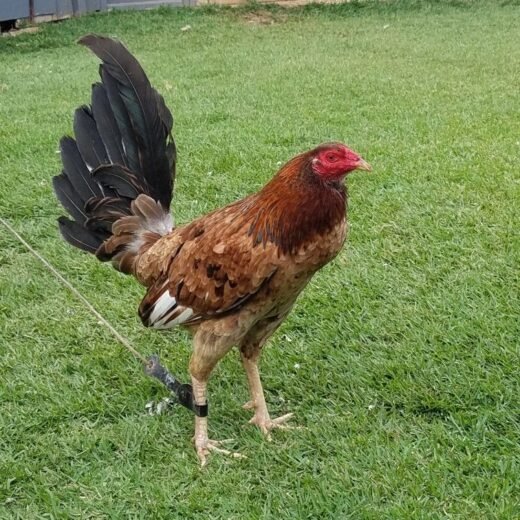 Buy purebred Hennie Sweater cross gamefowl cocks