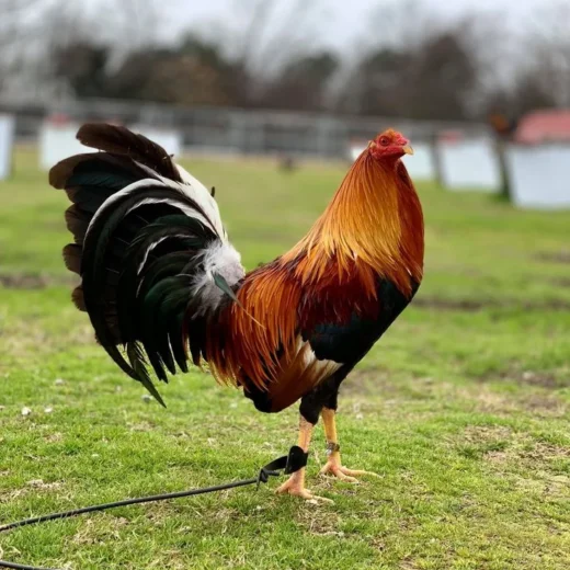 Buy purebred Yellow Leg Hatch gamefowl cocks