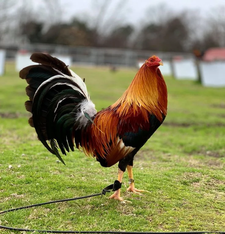 Buy purebred Yellow Leg Hatch gamefowl cocks