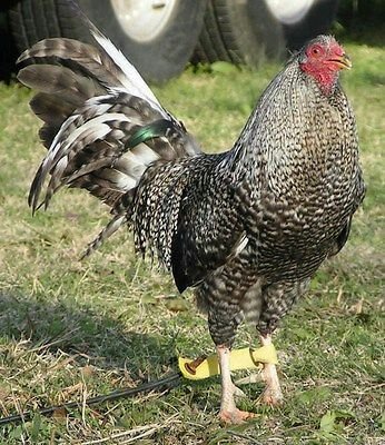 Buy purebred Chappell Dom gamefowl cocks