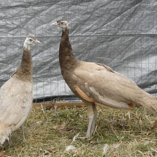 cameo peafowl pair for sale