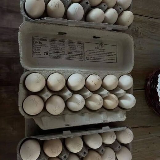 fertile Cardinal Kelso Gamefowl hatching eggs