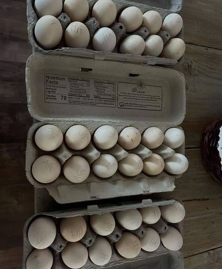 fertile Cardinal Kelso Gamefowl hatching eggs