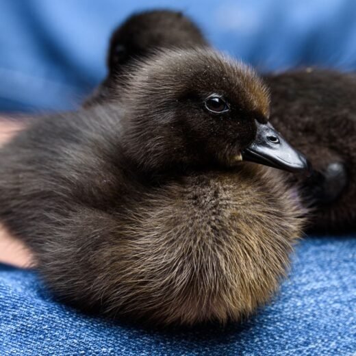 Buy live Cayuga day-old ducklings online