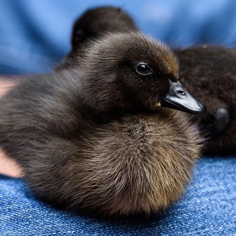 Buy live Cayuga day-old ducklings online