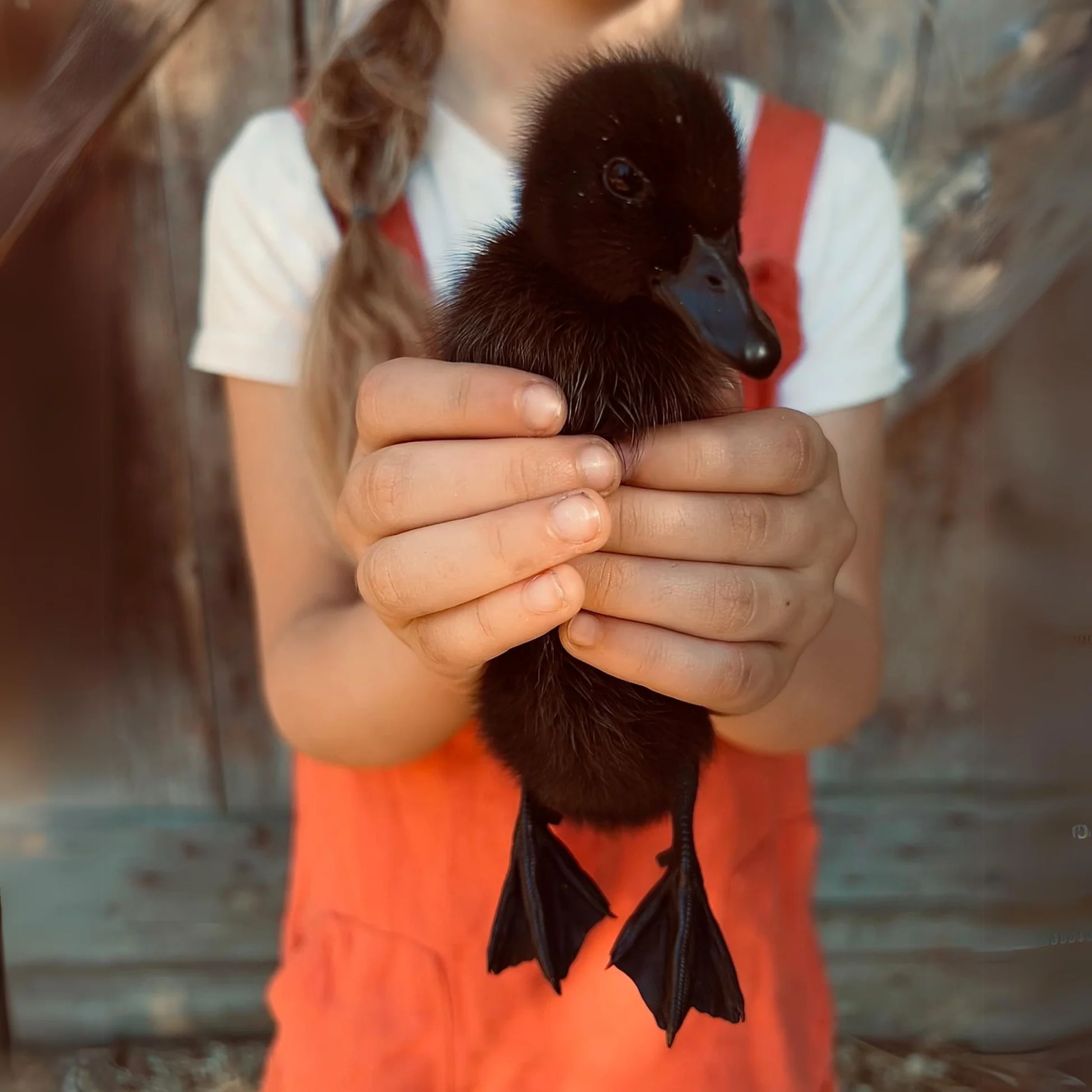 Buy live Cayuga day-old ducklings online - Image 2