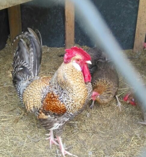 Crele Penedesenca Roosters For Sale