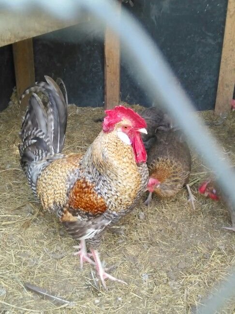 Crele Penedesenca Roosters For Sale