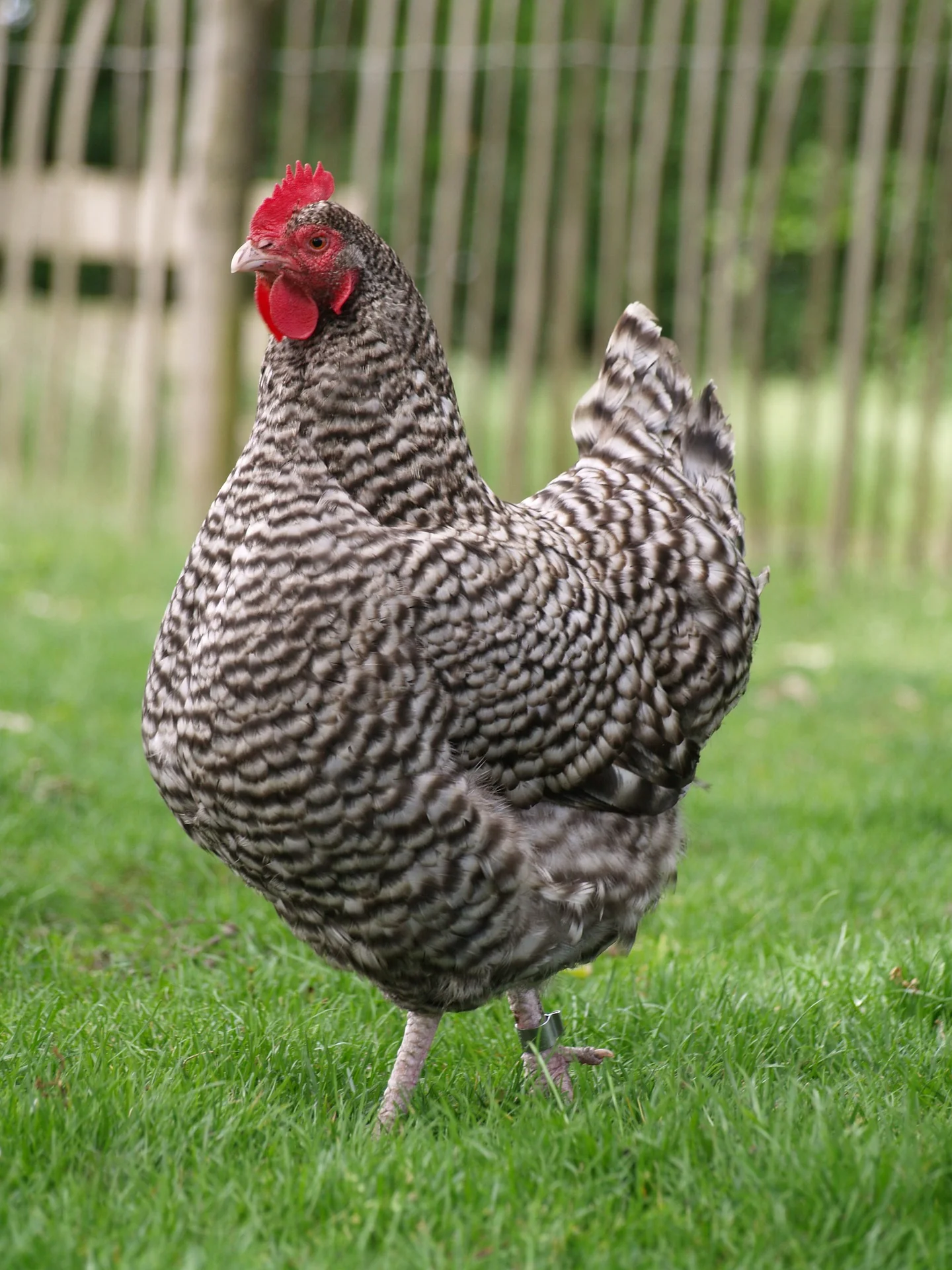 barred plymouth rock hens for sale - Image 3