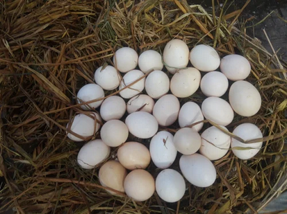 fertile Cobra Aseel (Asil) gamefowl hatching eggs