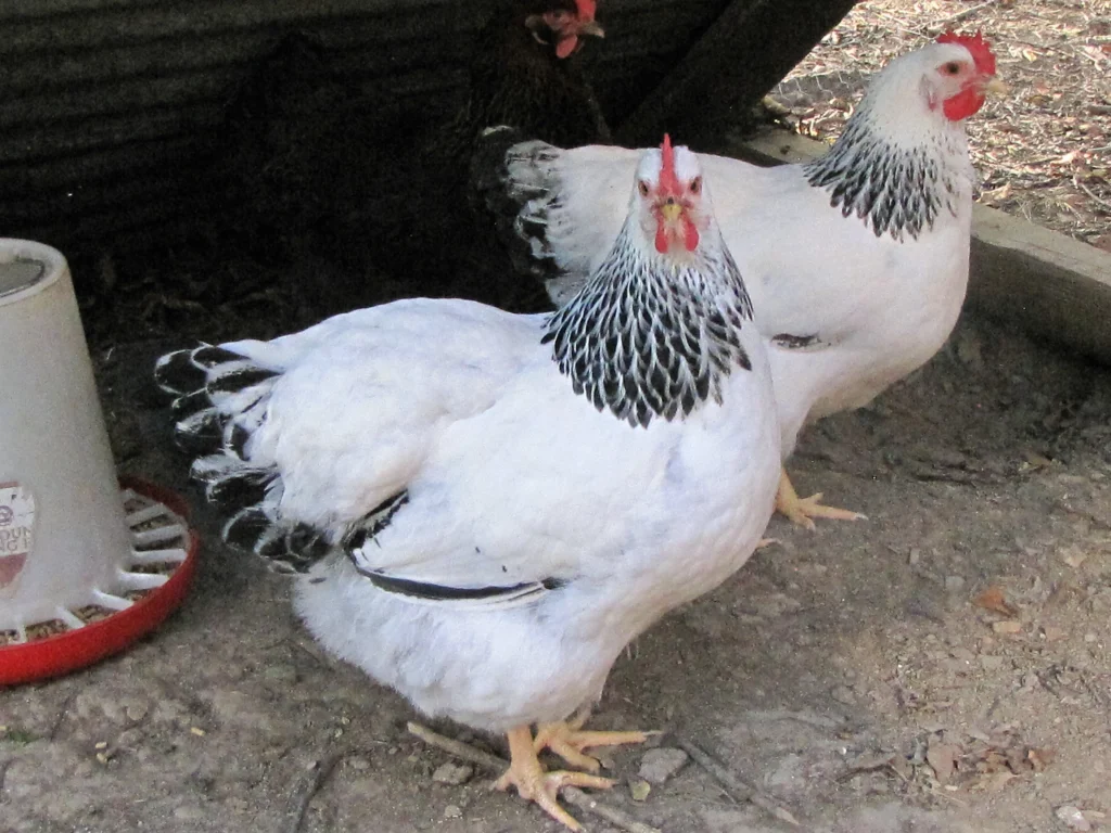 columbian rock hens for sale - Image 3