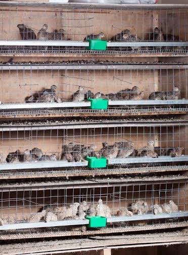 Purebred Coturnix Quail Hens (Japanese Quail) for sale - Image 4