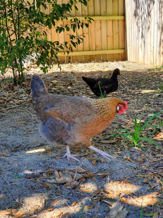 Crele Penedesenca Roosters For Sale - Image 3