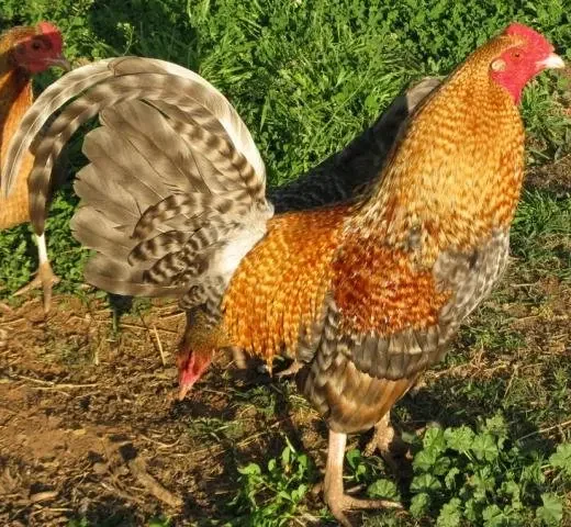 Purebred Crele Standard Old English Rooster