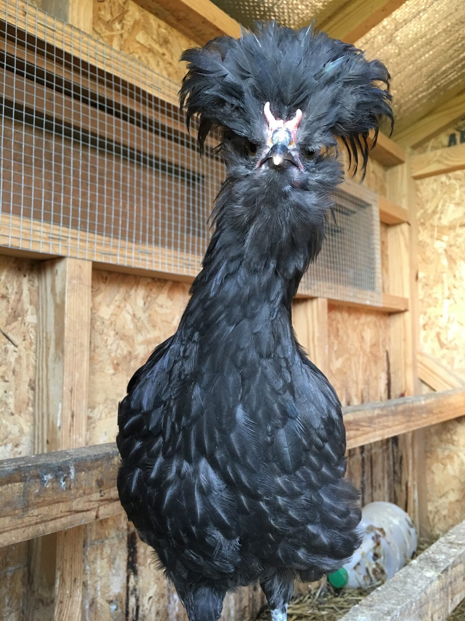 crevecoeur hens for sale - Image 2