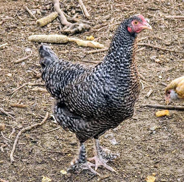 cuckoo maran hens for sale - Image 4