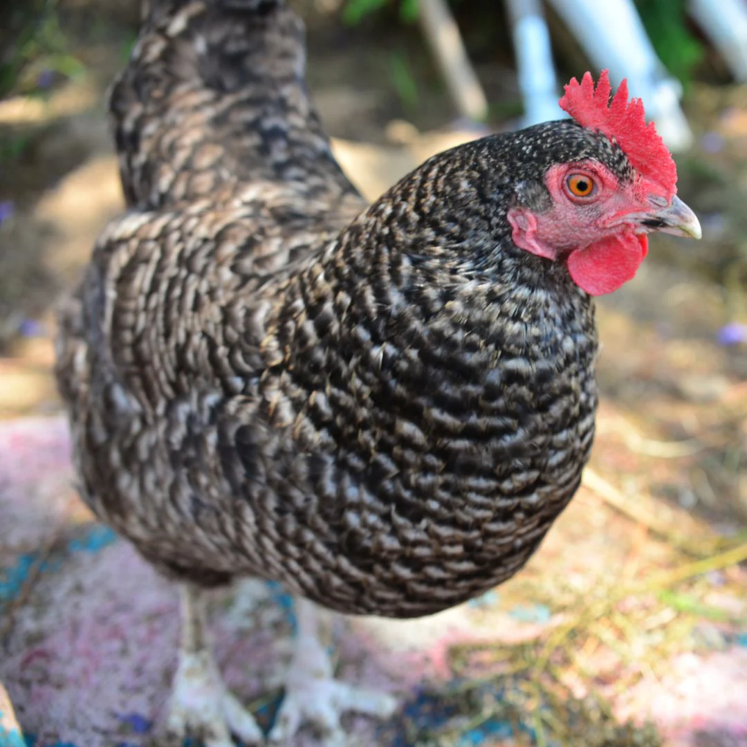 cuckoo maran hens for sale - Image 5
