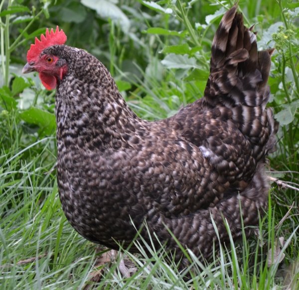cuckoo maran hens for sale - Image 2