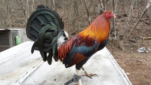 Buy purebred Blueface Hatch gamefowl roosters