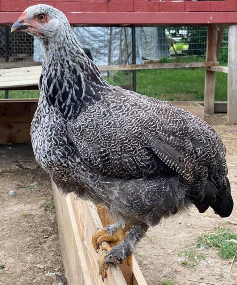 giant brahma chicken for sale - Image 10