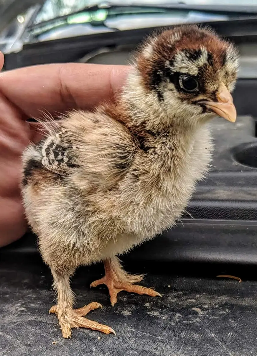 giant brahma chicken for sale - Image 5