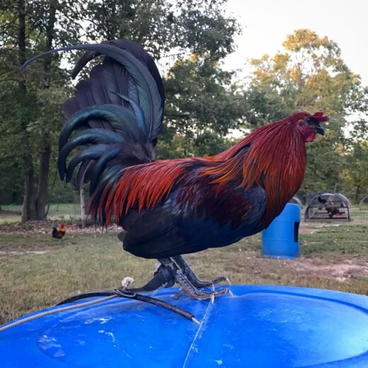 Black Mug Hatch Cross Gamefowl Roosters