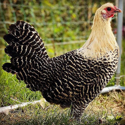 Rare Live Deathlayer Hens for Sale