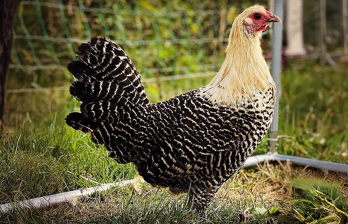 Rare Live Deathlayer Hens for Sale