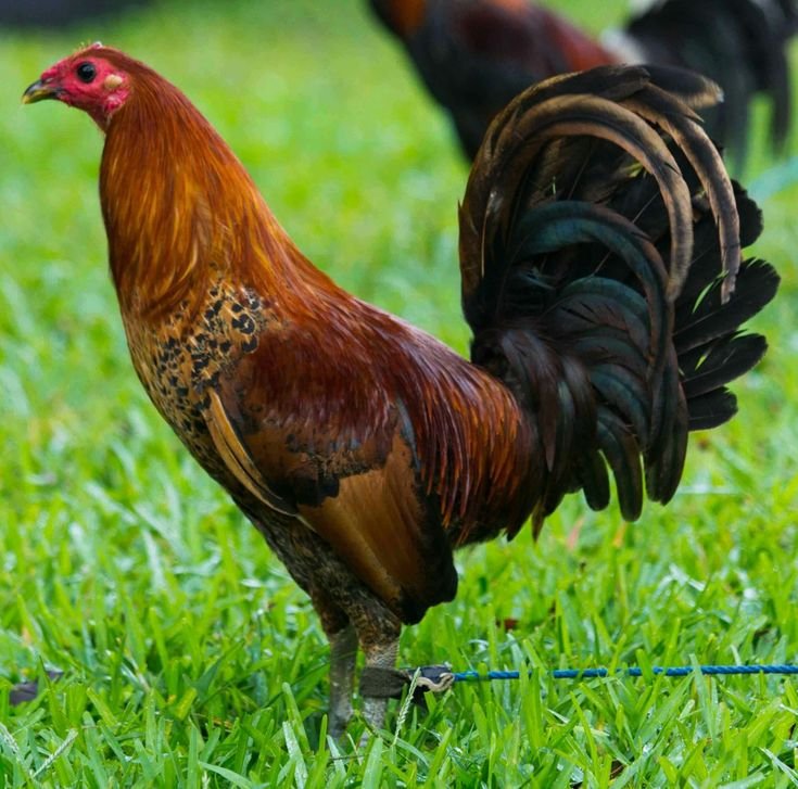 Buy purebred Red Quill gamefowl roosters online - Image 2