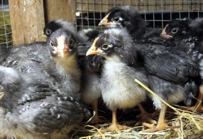 dominique chicks for sale